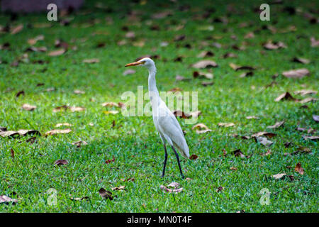 L'Est de l'héron garde-boeuf (Bubulcus ibis coromandus), Lac Giritale Habarana, dans le district d'Anuradhapura de Sri Lanka Banque D'Images