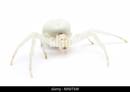 Un crabe araignée, Misumena vatia, trouvés en Amérique du Dorset photographié dans un studio sur un fond blanc. Nord du Dorset England UK GO Banque D'Images