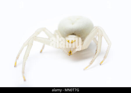 Un crabe araignée, Misumena vatia, trouvés en Amérique du Dorset photographié dans un studio sur un fond blanc. Nord du Dorset England UK GO Banque D'Images