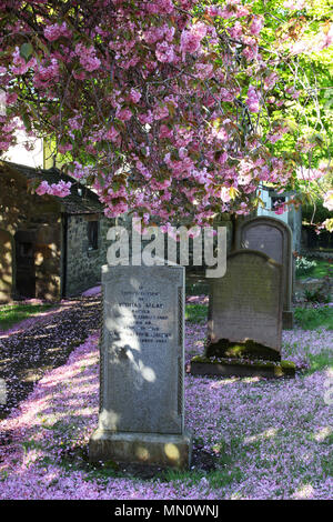 Tombes dans le terrain de l'ancienne église paroissiale à corstorphine entouré par des arbres en fleurs rose Banque D'Images