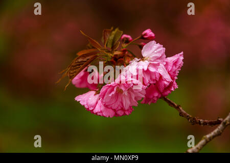 Cherry Tree printemps bourgeons et fleurs Banque D'Images