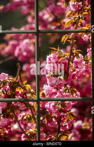 Cherry Tree printemps bourgeons et fleurs Banque D'Images