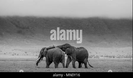 Une paire d'éléphants dans le cratère du Ngorongoro sur fond de brouillard. L'Afrique. La Tanzanie. Ngorongoro Parc National. Banque D'Images