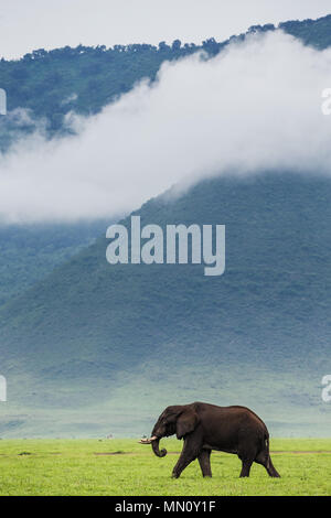 Elephant dans le cratère Ngorongoro sur fond de brouillard. L'Afrique. La Tanzanie. Ngorongoro Parc National. Banque D'Images