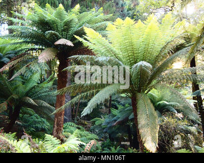 Fougères arborescentes et autres plantes tropicales dans la région de Parque da Pena Botanical garden, Sintra, Portugal Banque D'Images