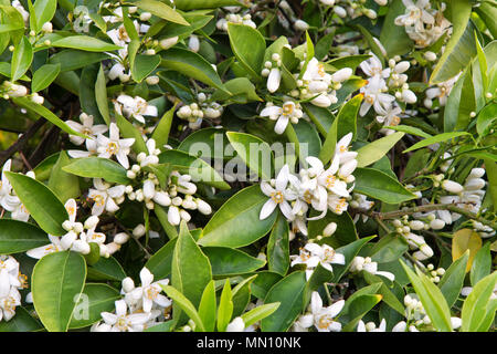 Coupe à fleurs orange Valencia nucellaires Citrus sinensis 'branches' , début avril. Banque D'Images