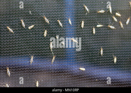 Beaucoup de moucherons ou mosquiotos assis sur l'écran d'insectes de protection noir. Chironomus plumosus Banque D'Images