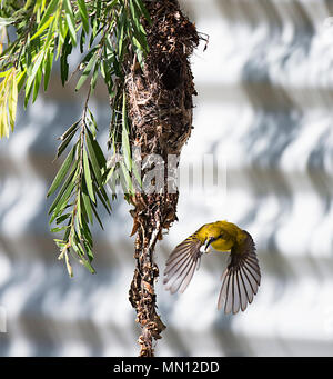 Femme Yellow-bellied Sunbird (Nectarinia jugularis ou Chalcomitra jugularis) retrait du sac fécal de son nid, Far North Queensland, Queensland, Australie Banque D'Images