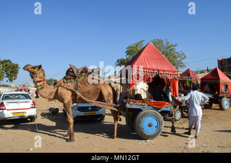 Pushkar, Rajasthan, Inde- 16 Janvier 2018 : Entraîneur de chameaux pour les touristes et les dévots à Pushkar, Rajasthan, Inde. Banque D'Images