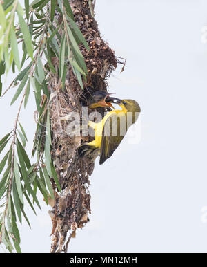 Femme Yellow-bellied Sunbird (Nectarinia jugularis ou Chalcomitra jugularis) nourrir son poussin avec bec ouvert au nid, Far North Queensland, Australie Banque D'Images