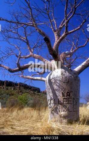 Boab Tree (Adansonia) Les Kimberleys, Australie occidentale Banque D'Images