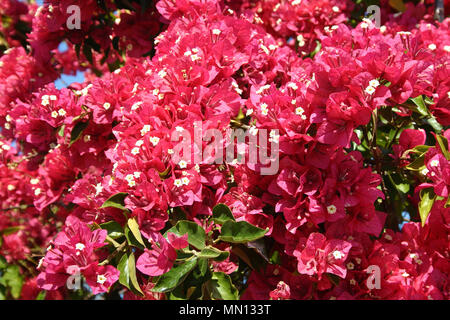 BOUGAINVILLIERS ROUGES, NOUVELLE-GALLES DU SUD, AUSTRALIE. Banque D'Images