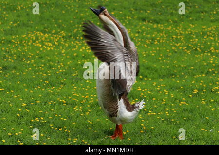 Une oie chinois marron de l'ampleur sur une prairie buttercup en Allemagne Banque D'Images