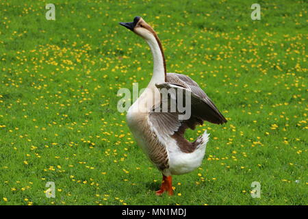 Une oie chinois marron de l'ampleur sur une prairie buttercup en Allemagne Banque D'Images