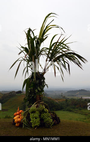 Une offre près de la Marine américaine au sommet de l'Edson Monument Raiders Ridge, également connu sous le nom de Bloody Ridge et Raiders Ridge, Guadalcanal dans les Îles Salomon, le 8 août 2017. Le 1er Bataillon Raider repoussé une armée impériale japonaise la 35ème Brigade d'infanterie sous le commandement Kiyotake Kawaguchi, 12-14 septembre 1942. Le lieutenant-colonel Merritt A. Edson, le commandant du 1er Bataillon Raider, et aussi le nom de la crête, conduit les Marines contre les 6 000 Japonais forte vigueur. Les forces maritimes combinées a subi plus de 250 victimes, alors que l'armée japonaise n'avait pas moins de 800 personnes au cours de la Banque D'Images