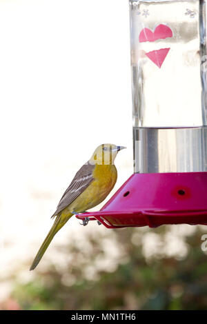 L'Oriole à capuchon femelle sur Colibri Banque D'Images