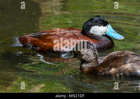 L'érismature rousse (Oxyura jamaicensis) natation masculine et féminine dans l'étang, une raideur-tailed Duck originaire d'Amérique du Nord Banque D'Images