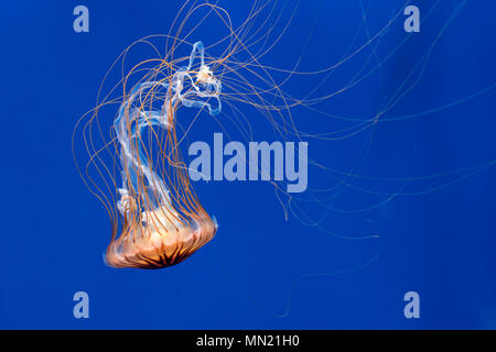 Ortie de mer japonais (Chrysaora pacifica) méduses nager sous l'eau montrant les longues tentacules Banque D'Images