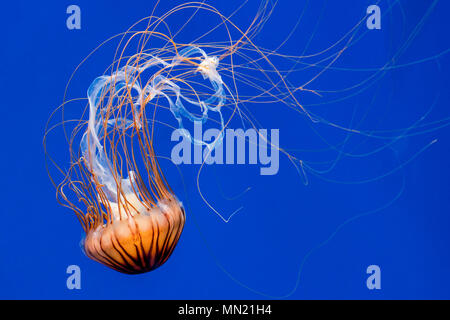 Ortie de mer japonais (Chrysaora pacifica) méduses nager sous l'eau montrant les longues tentacules Banque D'Images