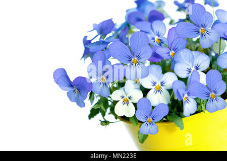 Pensées en pot de fleur violet Banque D'Images