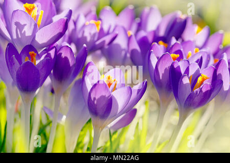 Purple crocus en fleurs fleurs au printemps Banque D'Images