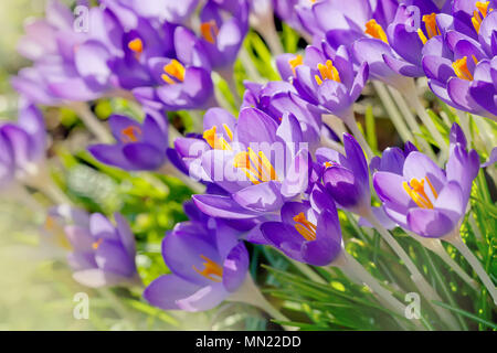 Purple crocus en fleurs fleurs au printemps Banque D'Images