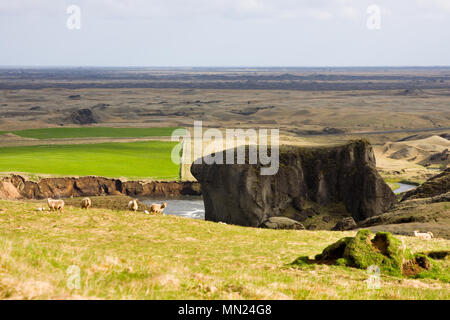 Une verte prairie avec des moutons donnant sur les champs de lave vieille sans fin dans le sud de l'Islande. Banque D'Images