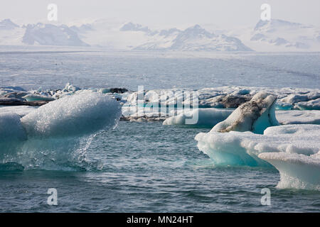 Beaucoup d'icebergs dans la lagune du glacier Joekulsarlon en Islande. Dans l'arrière-plan le Breidamerkurjoekull qui fait partie de l'Vatnajoekull. Banque D'Images