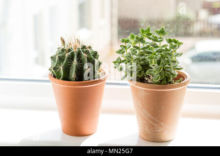 Quartier branché de cactus et plantes succulentes sur la fenêtre, gros plan Banque D'Images