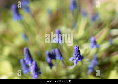 Fleurs Muscari armeniacum. Banque D'Images