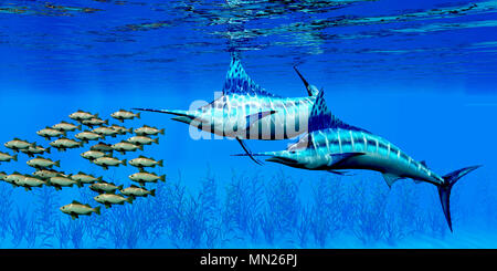 Le Bocaccio Sébaste et Marlin - Blue Marlin prédateurs chassent les poissons une école du Bocaccio Sébaste sur un lit d'algues au fond de l'océan.