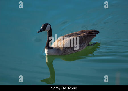 Une plus grande Bernache du Canada, Branta canadensis maxima, natation voyage étang Jefferson County, Californie USA Banque D'Images