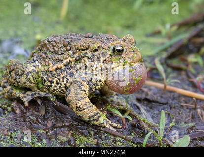 Composant le crapaud d'Amérique (Anaxyrus americanus) Banque D'Images