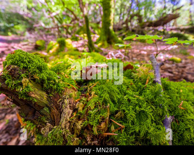 Les arbres moussus sauvage au Parc National de Killarney en Irlande Banque D'Images