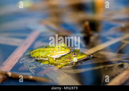 La grenouille verte (Pelophylax kl. esculentus) au printemps Banque D'Images