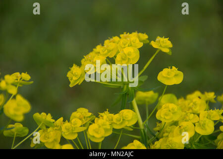 L'euphorbe ésule, également connu comme l'euphorbe ésule, de Wolf, lait et du lait de loup. Famille : Spurge (Euphorbiaceae) Fleurs : jaune-vert en parapluie à haut de la plante ; Banque D'Images