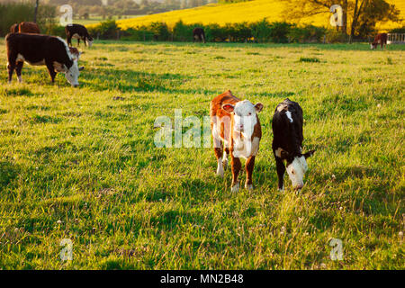 Jeunes vaches/veaux en pâturage au printemps dans un champ de Wiltshire, dans le sud-ouest du Royaume-Uni. Banque D'Images
