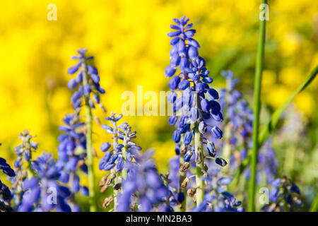 Muscaris. Muscari est un genre de plantes vivaces plantes à bulbe. Il a fleurs violettes Banque D'Images