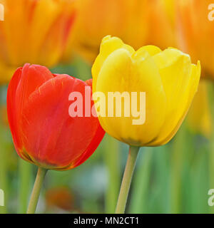 Un rouge et un jaune oranger d'une tulipe devant un fond de fleurs blurredly Banque D'Images