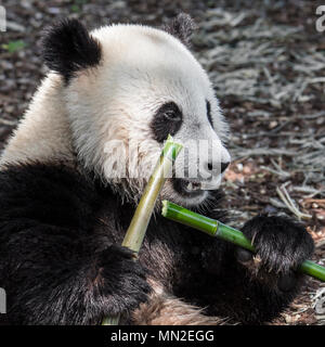 Les jeunes deux ans grand panda (Ailuropoda melanoleuca) cub eating bamboo Banque D'Images