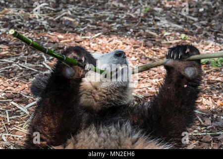 Les jeunes deux ans grand panda (Ailuropoda melanoleuca) cub eating bamboo Banque D'Images