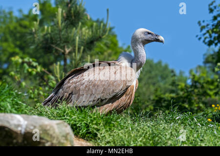 Vautour fauve / Eurasian griffon (Gyps fulvus) assis sur le sol Banque D'Images