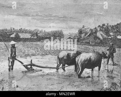 Les agriculteurs chinois. Vintage engraved illustration. Publié dans la revue en 1900. Banque D'Images