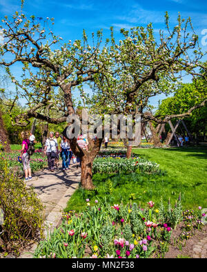 Britzer Garten, Neukölln, Berlin, Allemagne. En 2018. Les visiteurs à profiter du jardin les bulbes de printemps et d'épanouissement des arbres fruitiers. Banque D'Images