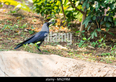 Un corbeau debout sur un arbre dans le jardin du parc public à la recherche de super journée ensoleillée. Banque D'Images