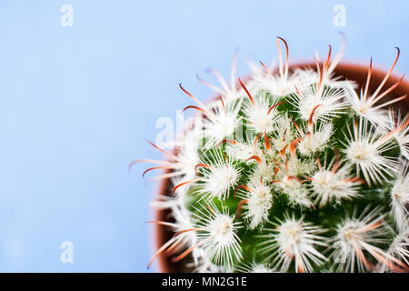 Close-up avec des épines de cactus blanc et feuilles d'oranger en pot rond sur fond bleu pâle. Banque D'Images