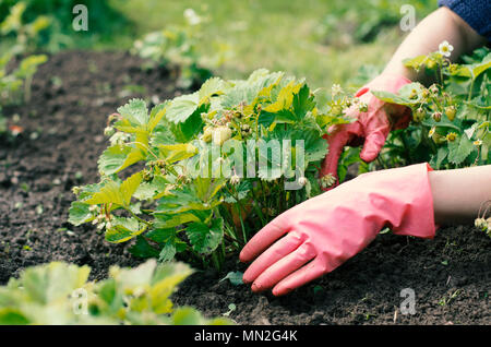 Le désherbage est une femme jardin lit de légumes avec de petites baies vertes avec des buissons de fraises en une saison Banque D'Images