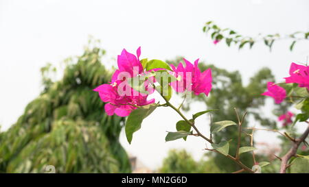 Belles fleurs de bougainvilliers sur Accent Banque D'Images