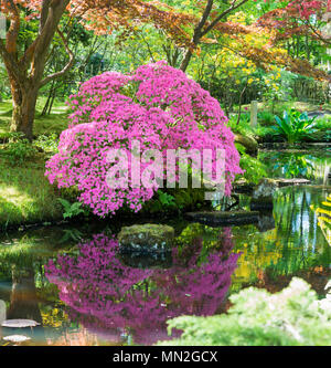 Beau jardin du parc Clingendael en Hollande,avec azalea avec de l'eau reflet , c'est un parc public ouvert avec belles fleurs et plantes comme Banque D'Images