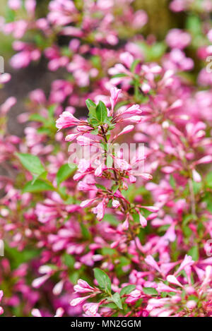 Blooming almond dans nain jardin dans la saison du printemps. Banque D'Images